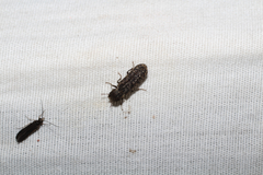 Bostrichidae