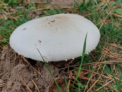 Agaricus arvensis