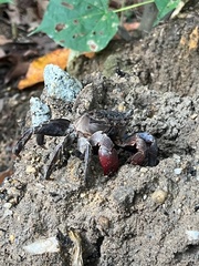 Episesarma chentongense