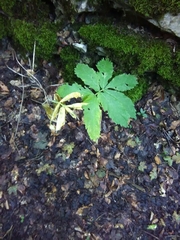 Cardamine heptaphylla