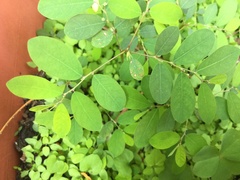 Phyllanthus tenellus