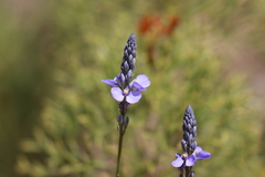 Comesperma calymega