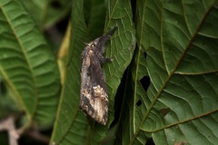 Dasychira chekiangensis