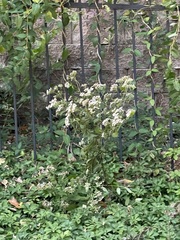 Eupatorium serotinum