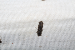 Bostrichidae
