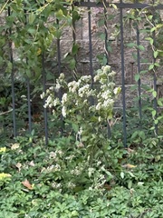 Eupatorium serotinum