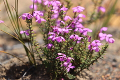 Tetratheca insularis