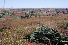 Boophone haemanthoides