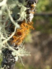 Teloschistes flavicans