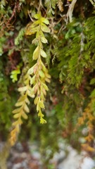 Tmesipteris tannensis