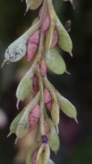 Tmesipteris tannensis