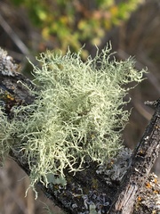 Usnea