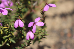 Tetratheca insularis