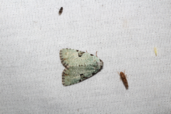 Leuconycta diphteroides
