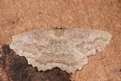 Megalycinia serraria