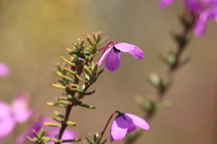 Tetratheca insularis