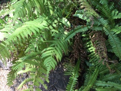 Deparia petersenii