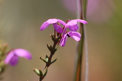 Tetratheca insularis