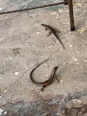 Eutropis longicaudata