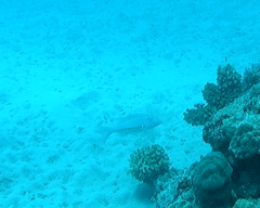 Lethrinidae