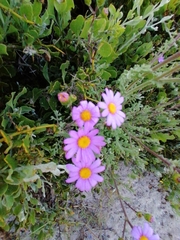 Senecio elegans