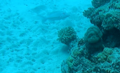 Lethrinidae
