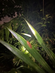 Pseudophoraspis nebulosa