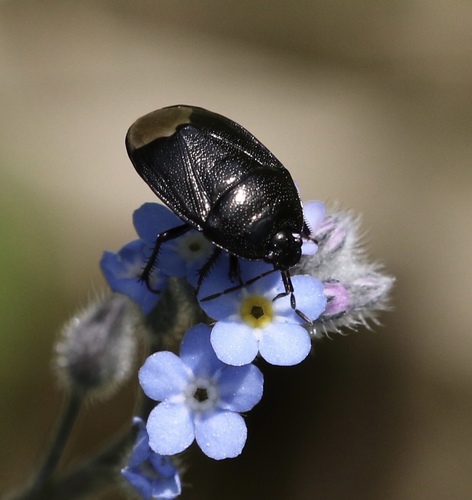 Forget-me-not Shieldbug, photo 5 of 9