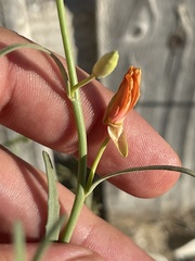Eulobus crassifolius