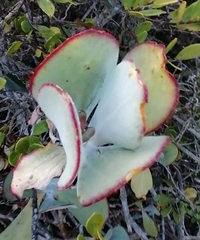 Cotyledon orbiculata