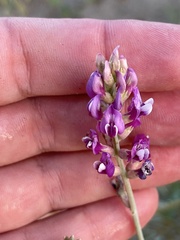 Astragalus magdalenae