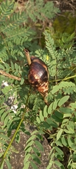 Lissachatina fulica