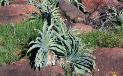 Boophone haemanthoides