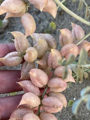 Astragalus magdalenae