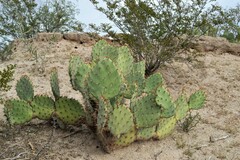 Opuntia engelmannii