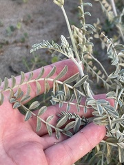 Astragalus magdalenae