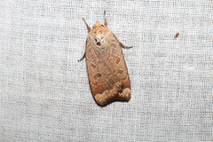 Abagrotis