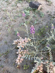 Astragalus magdalenae