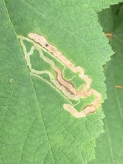 Agromyza