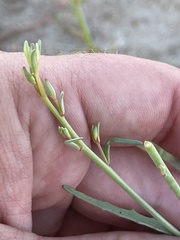 Eulobus crassifolius