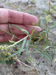 Eulobus crassifolius