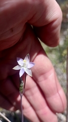 Thelymitra pauciflora