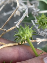 Encelia palmeri