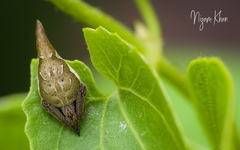 Eriovixia pseudocentrodes