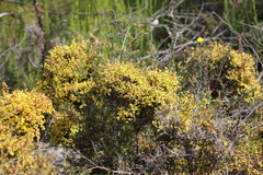 Acacia spinescens