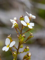 Stylidium piliferum