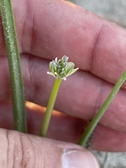 Triteleiopsis palmeri