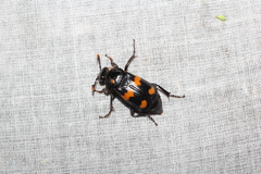 Nicrophorus orbicollis