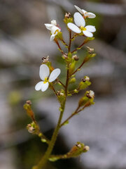 Stylidium piliferum