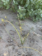 Triteleiopsis palmeri